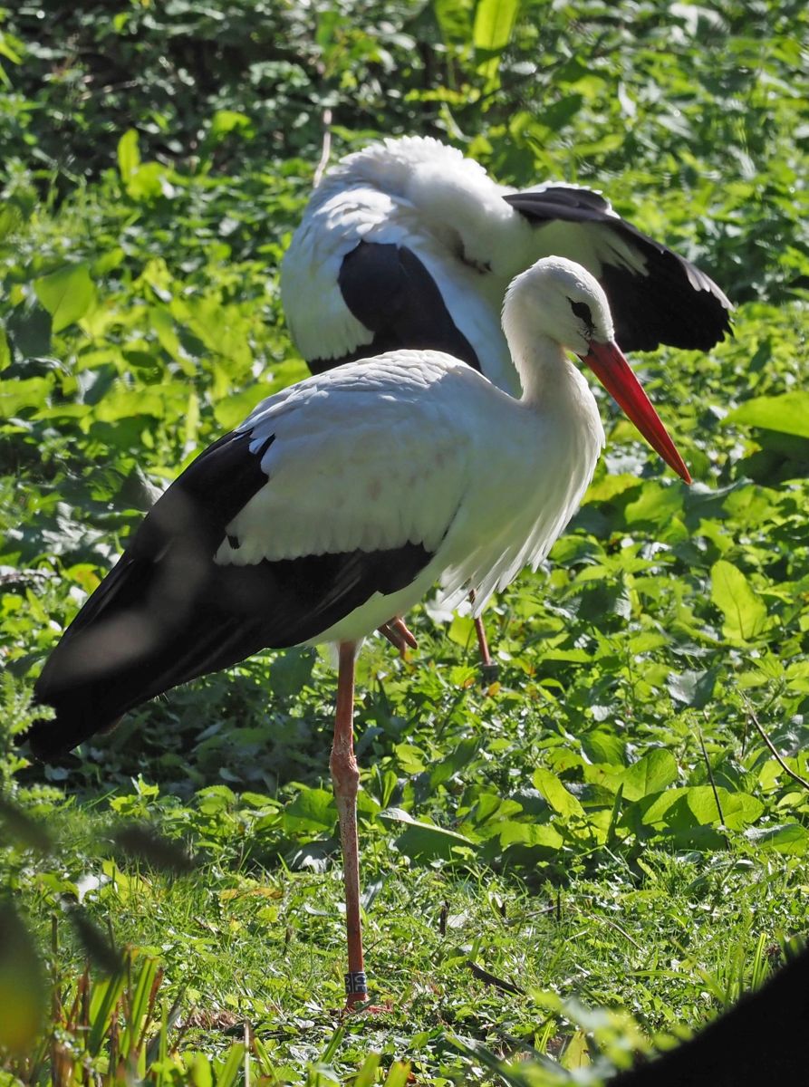 1740512486Bild 99 Weißstorch.JPG